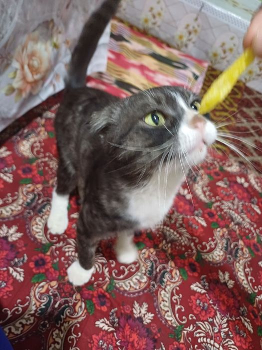 Mushuk scottish toshkenli mushu