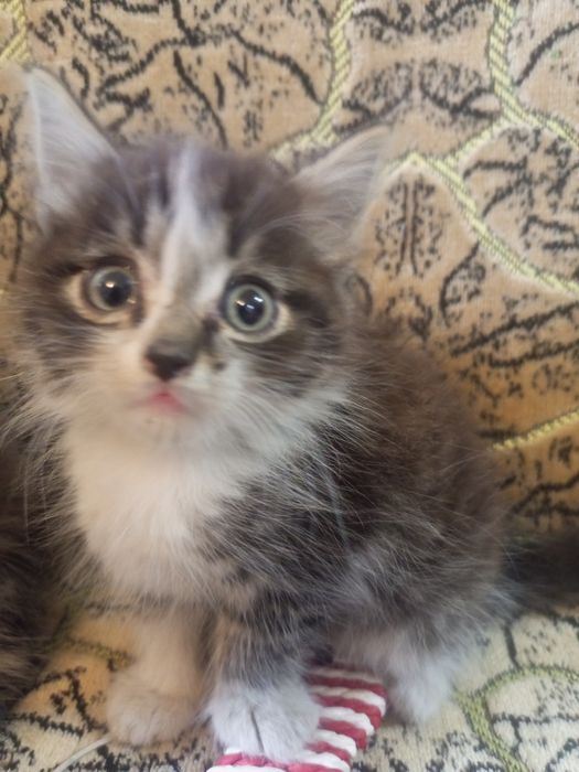 Котята ищут добрые руки