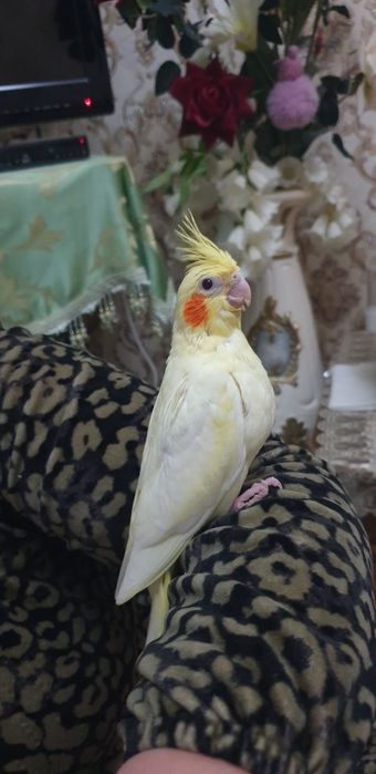 Karello  ruchnoy 1 oylik