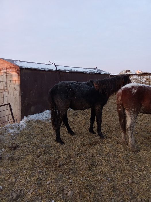Продам жеребчиков на мясо