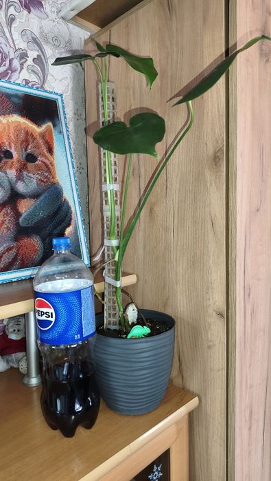 Продам монстеру ускоренный