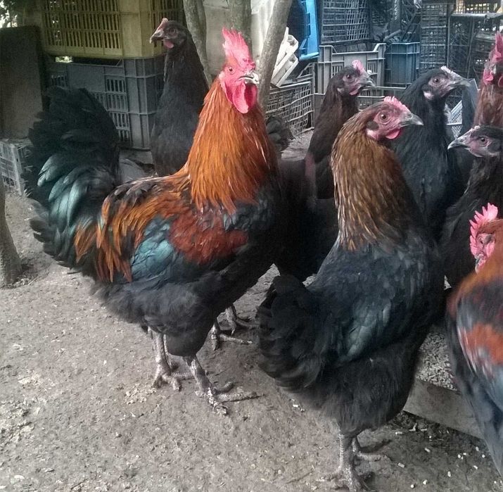 Яйца Черен Мед Маран Кокошка