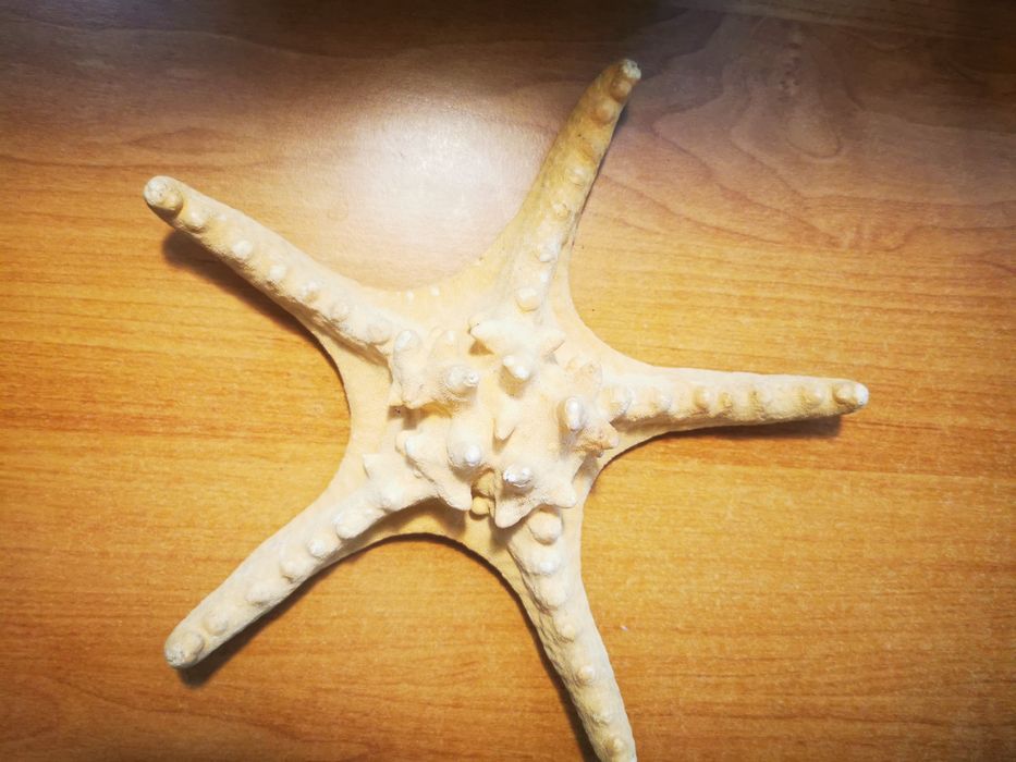 Stea de mare fosilizata /  Decoratiune stea de mare deosebita