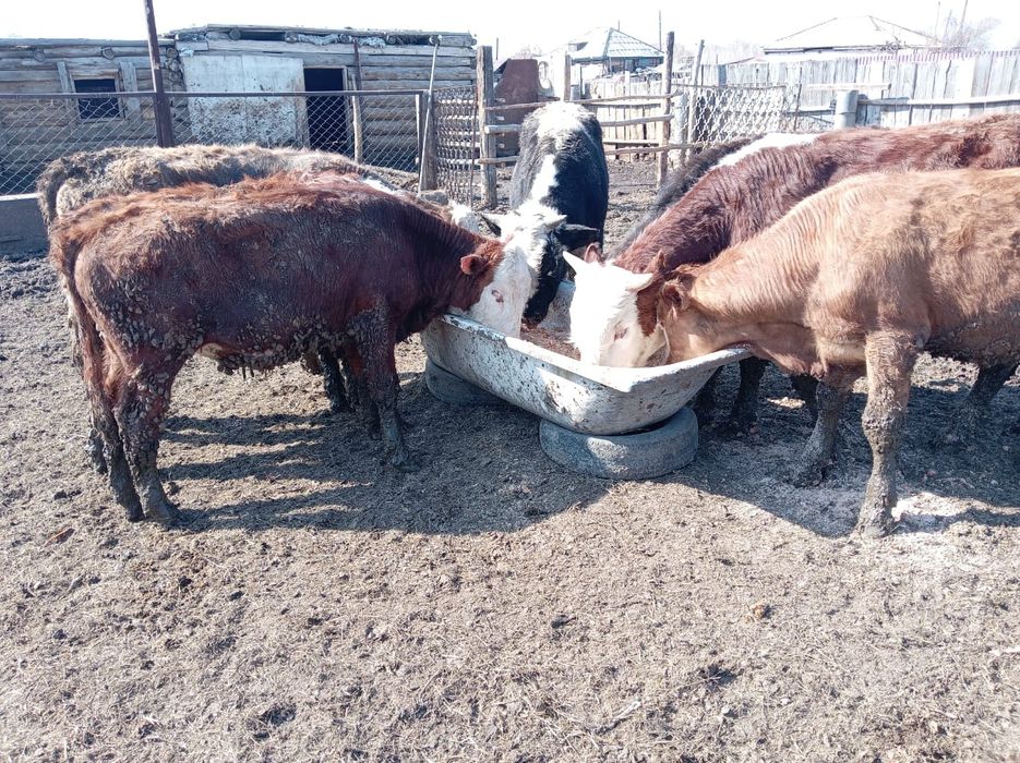 Продам бычки 600000