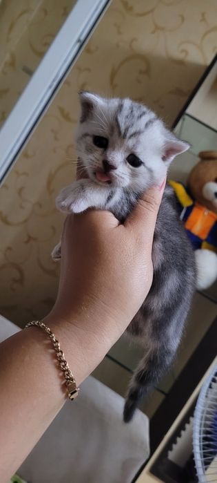 Продажа шотландские котята