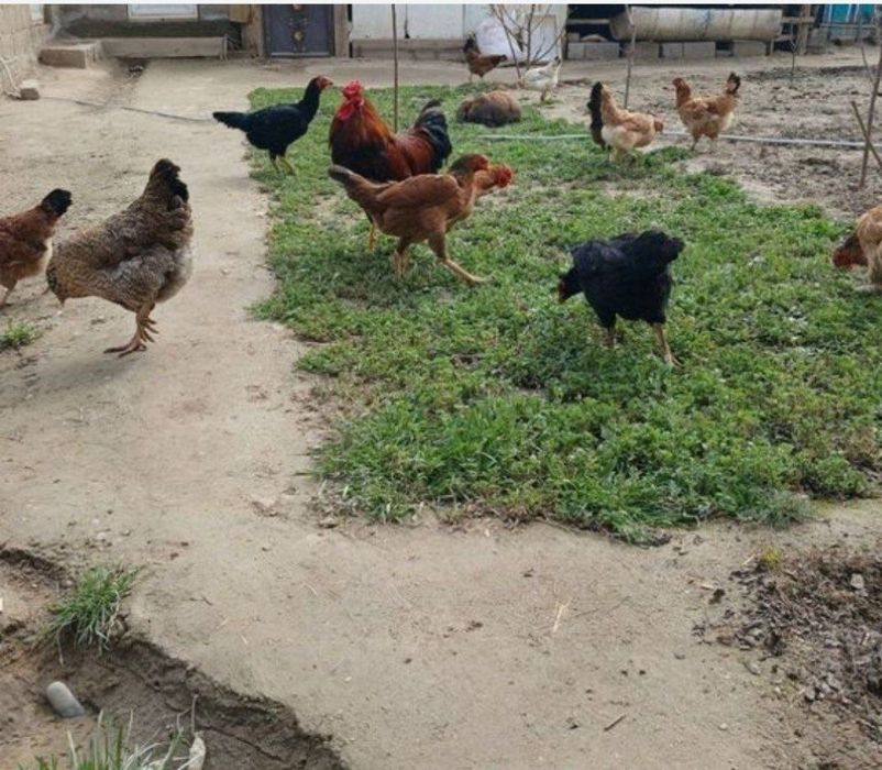 Хонаки тухумлар Жужа очиш учун