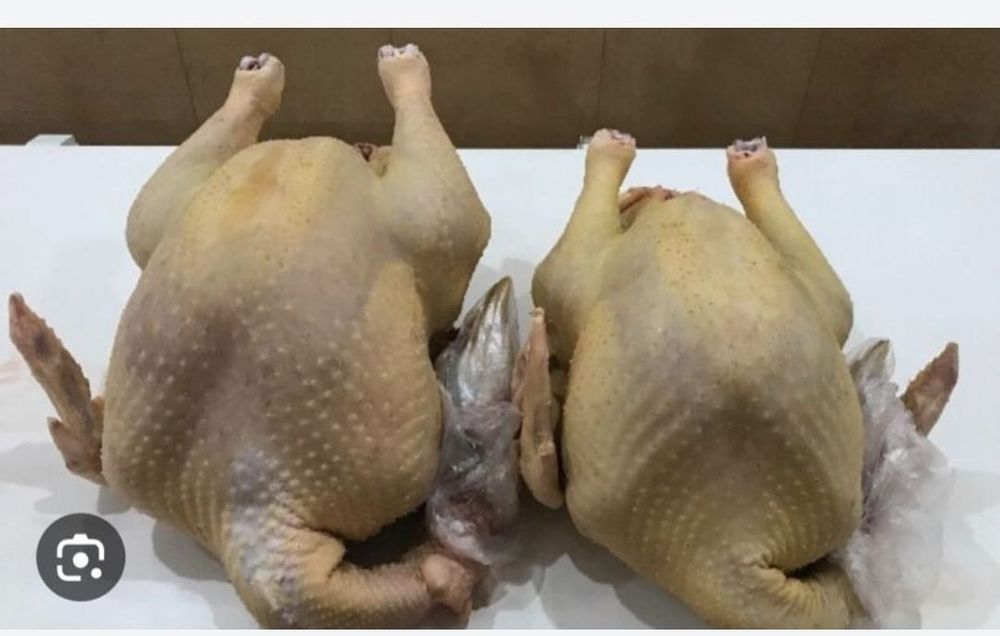 Индюк . курке так.