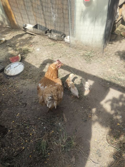 Продам курей со цыплятами