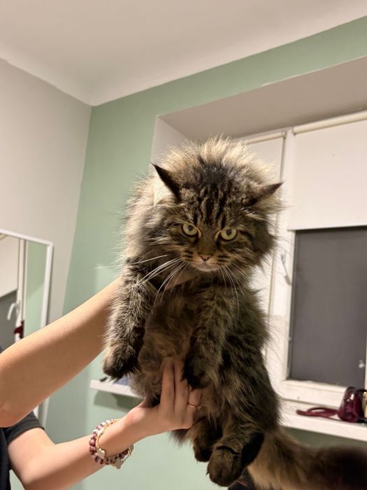 Продам кошку Мейн кун