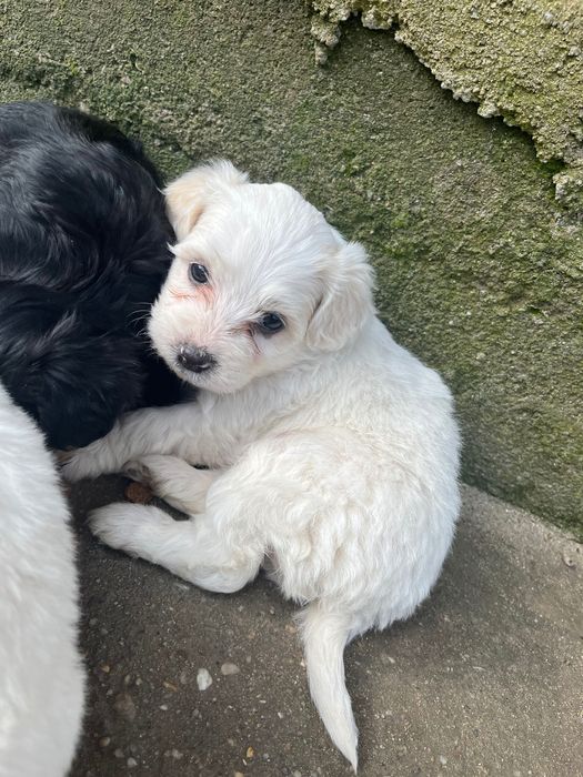 Ofer cățeluși spre adopție