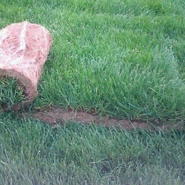 Gazon ekamiz. Urugʻ sepamiz