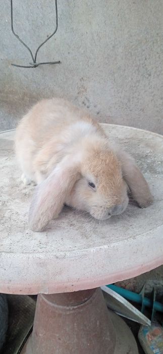 Зайци, френски кочовати