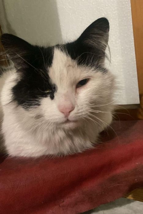 Кошки отдаю в добрые руки