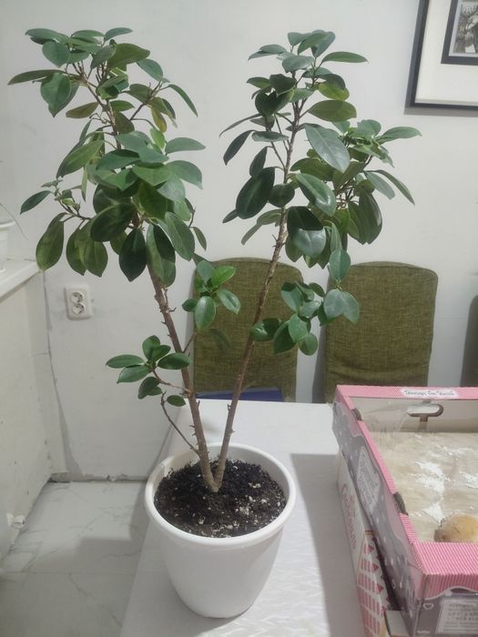 Комнатное растение