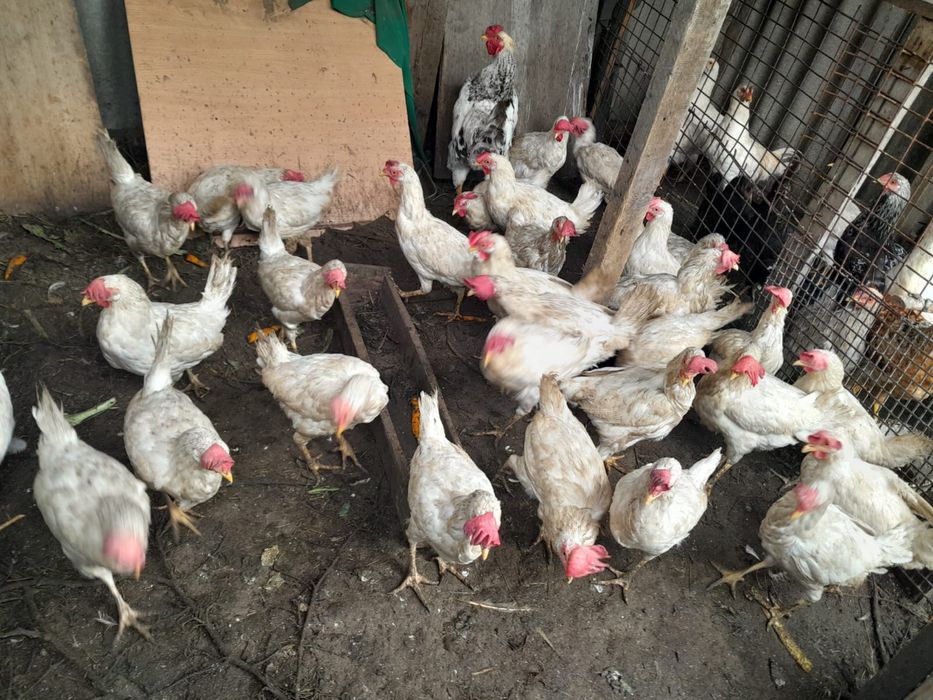 Продам домашние курицы