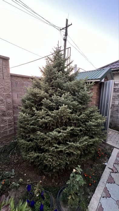Продам живые  ели