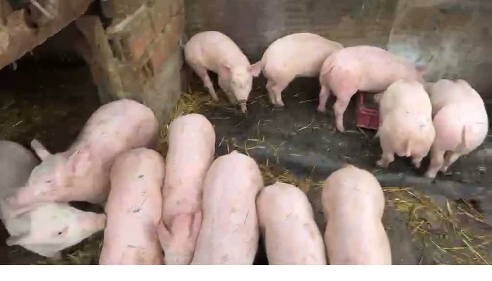 Продавам прасета – домашно отглеждани от 30 до 35 кг