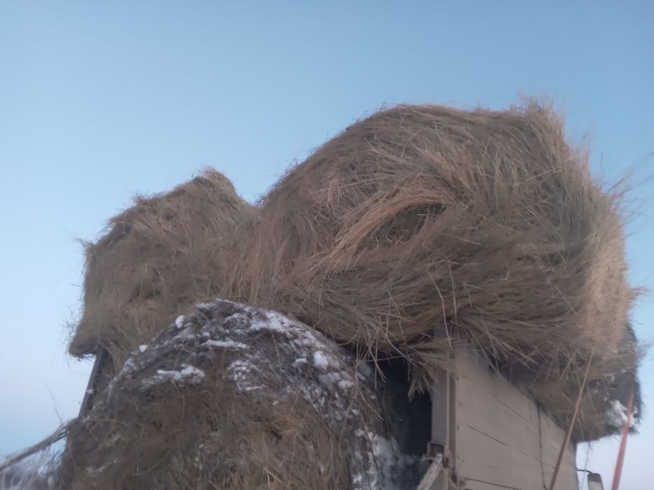 Продам рулоны сено 2025 первый укос