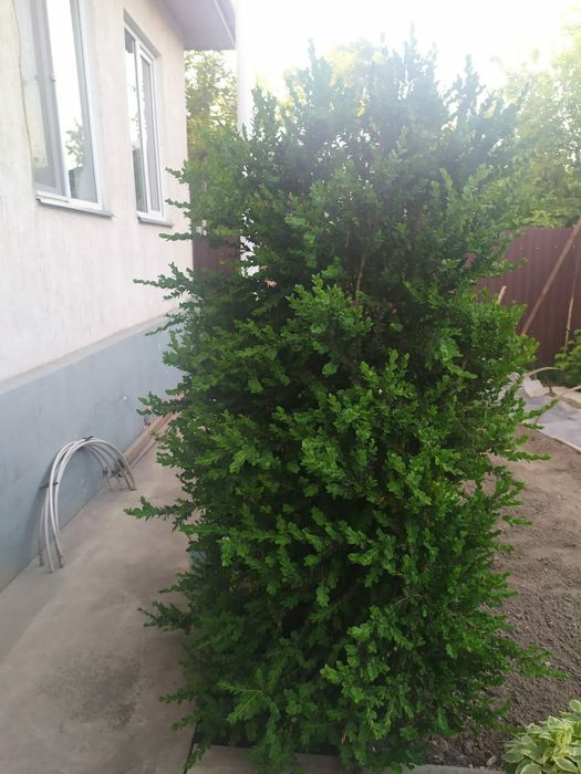 Продам кустарник Самшит (2 дерева)