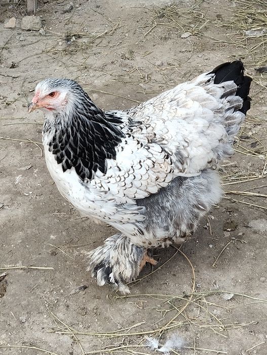 Шу хурозлани жужалари сотилади.