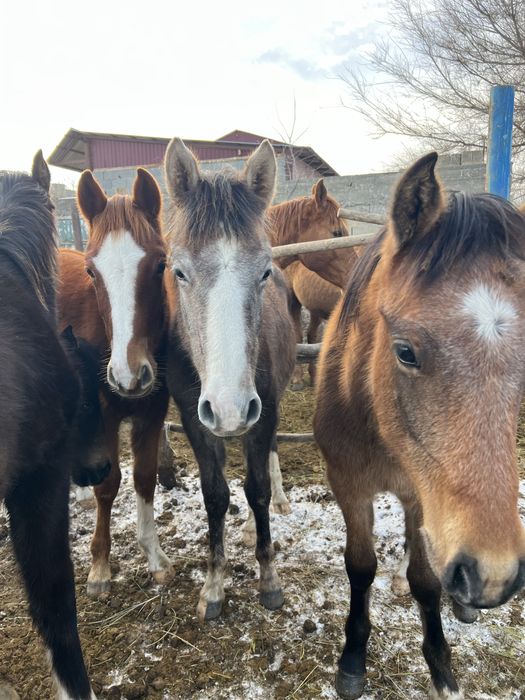 Жабагы тайлар сатылады еркек