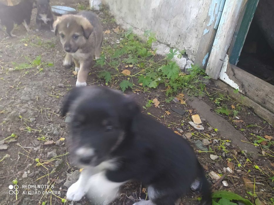 Отдам щенков в добрые руки