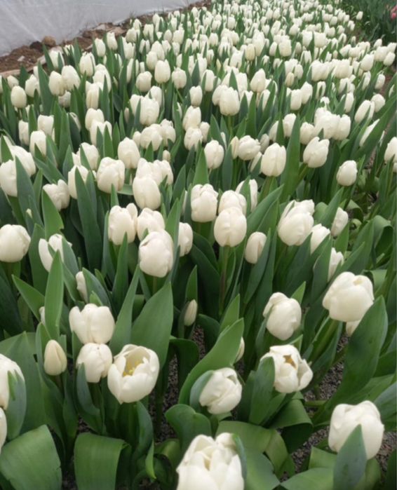 Тюльпаны оптом и в  розницу.оптом тюльпаны по низкои цене