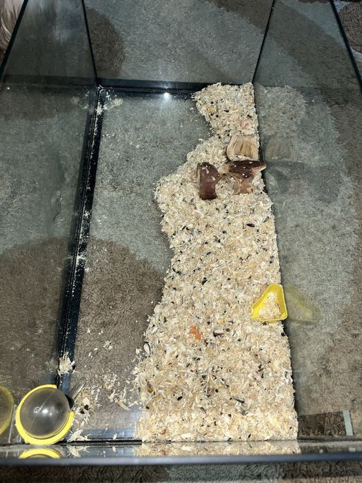 vand acvariu diversa