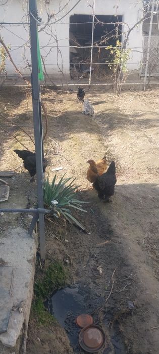 Брамма япан тухумлари сотилади