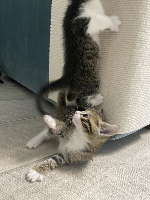 Котята три мальчика и одна девочка