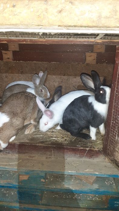 Hycole francez tineret