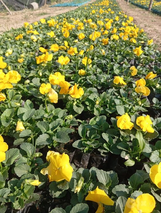 Viola gullar kuzgi