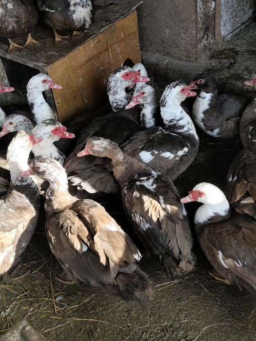 Селезень индоутки на племя