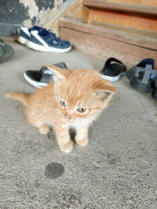 Бесплатно котята