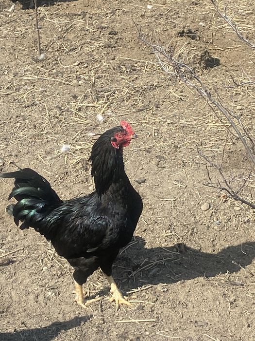 Продам молодых петухов