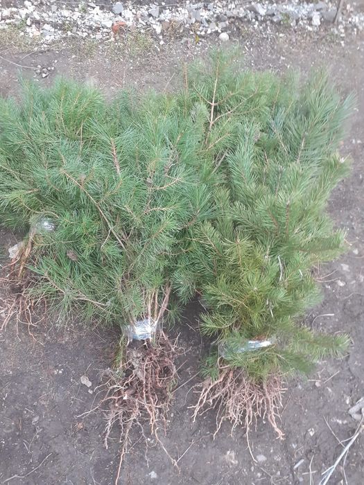 Avem la vanzare puieti de pin