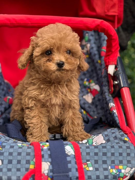 Продавам пудели момичета