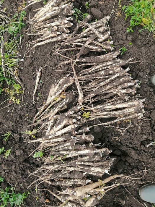 Pătrunjel hibrid de înaltă calitate