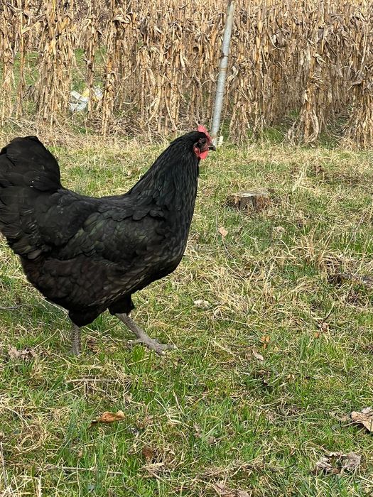 Vând ouă pentru incubat rasa Australorp