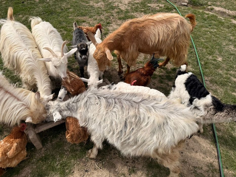 Vând capre și iezi