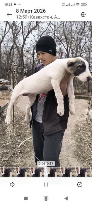 Продам щенка алабай 3 месячный