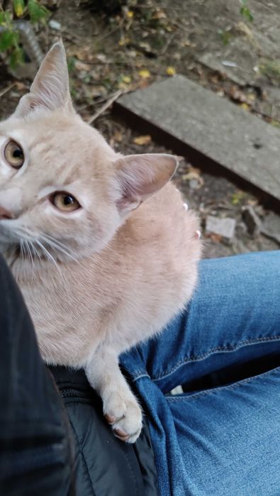 Подарявам котенце