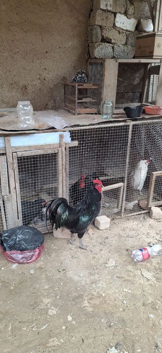 Qora zotdor horoz sotiladi