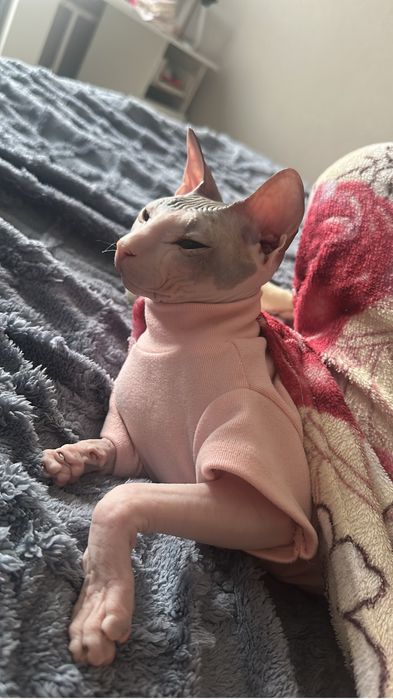 Передержка кошек и собак