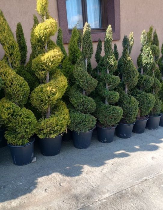 Pepeniera plante ornamentale