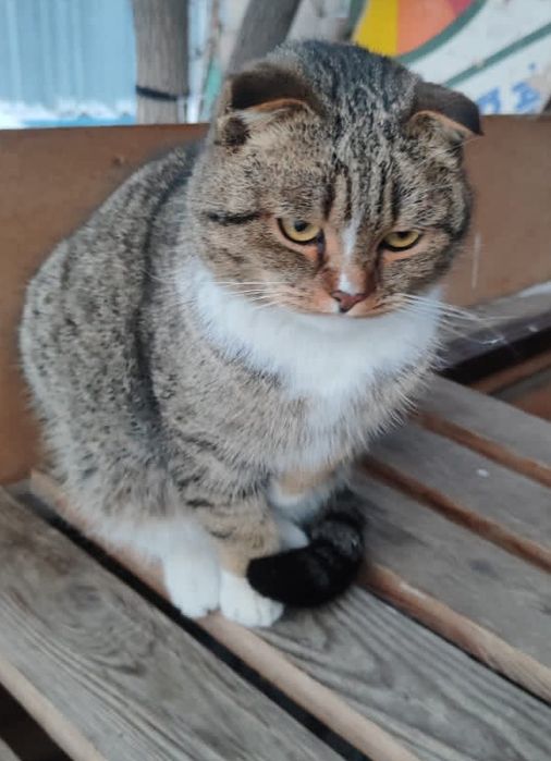 Котик,британец .в добрые руки