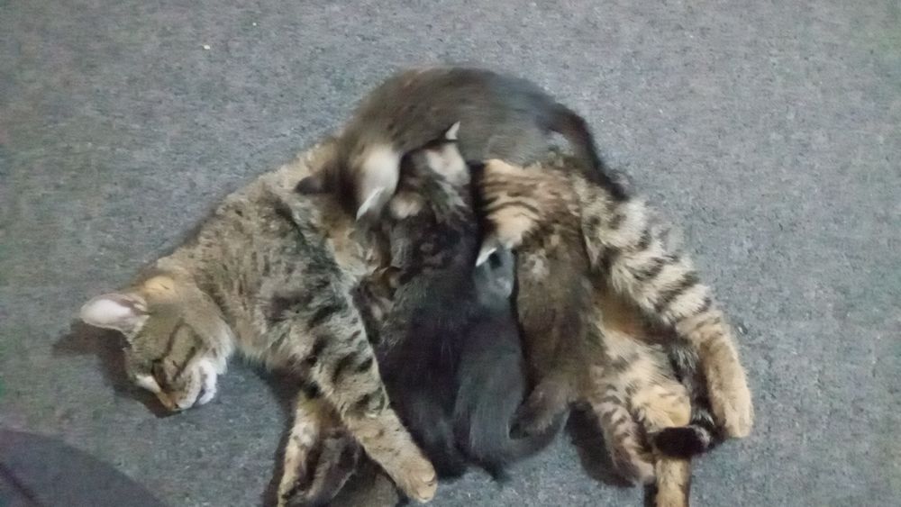 Hadyalar mushuklar beriladi