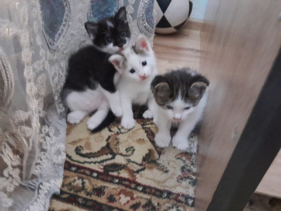 Отдам котят в хорошие руки