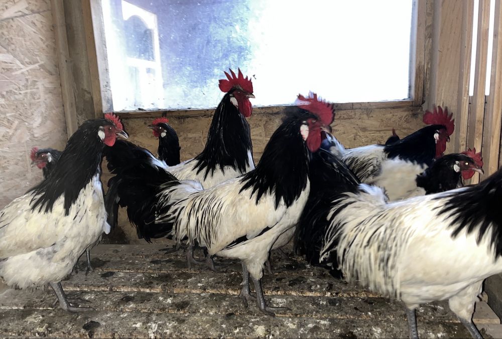 Perechi Gaini Lakenvelder