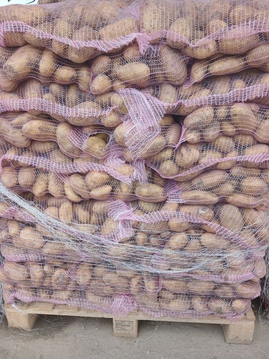 Cartofi noi de Egipt